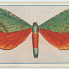 Hepialus eximia.