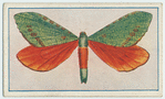 Hepialus eximia.