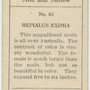Hepialus eximia.