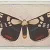 Agarista agricola.