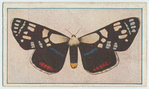 Agarista agricola.