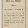 Agarista agricola.