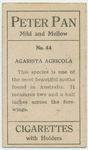 Agarista agricola.