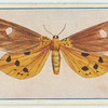 Hypsa caricae.
