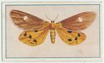 Hypsa caricae.