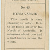 Hypsa caricae.