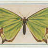 Agathia laetata.