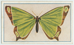 Agathia laetata.