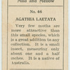 Agathia laetata.