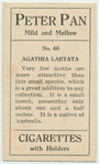 Agathia laetata.