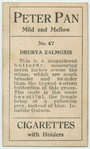 Drurya zalmoxis.