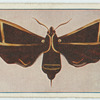 Cizara ardenia.