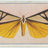 Callimorpha clymene.