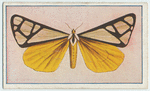 Callimorpha clymene.