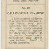 Callimorpha clymene.