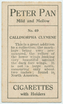 Callimorpha clymene.