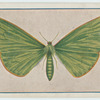 Margarodes vertumnalis.