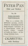 Margarodes vertumnalis.