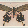 Papilio coon.