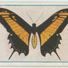 Papilio polycaon.