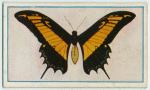 Papilio polycaon.