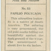 Papilio polycaon.