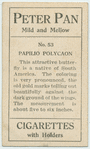 Papilio polycaon.