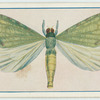 Hepialus ramsayi.