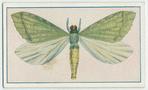 Hepialus ramsayi.