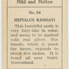 Hepialus ramsayi.