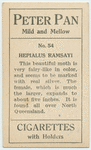 Hepialus ramsayi.