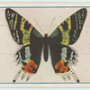 Chrysiridia madagascariensis.