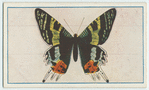 Chrysiridia madagascariensis.