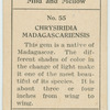 Chrysiridia madagascariensis.