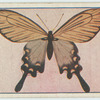 Papilio alcinous.