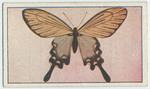 Papilio alcinous.