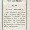 Papilio alcinous.