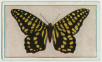 Papilio agamemnon ligatus.