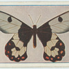 Eurycus cressida.