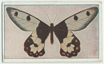 Eurycus cressida.