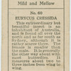 Eurycus cressida.