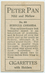 Eurycus cressida.