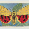 Spotted tiger moth.