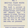 Spotted tiger moth.
