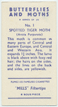 Spotted tiger moth.
