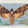 Death's head hawk-moth.