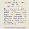 Death's head hawk-moth.