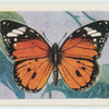 Danaus Chrysippus.
