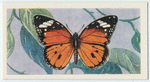 Danaus Chrysippus.