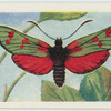 Six-spot burnet.